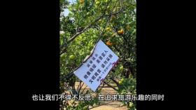 橘子洲景区回应游客捡柚子事件，倡导文明旅游从我做起