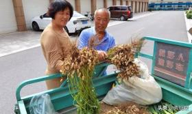 水煮花生米好吃有秘诀，多加2个步骤，花生米香糯入味又省火