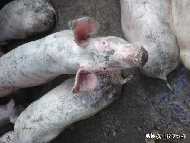 猪轮状病毒性腹泻症状及治疗方法